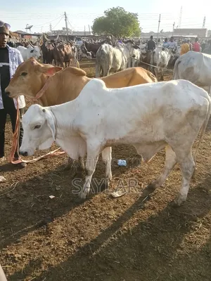 Healthy Cow's for Sale Tema
