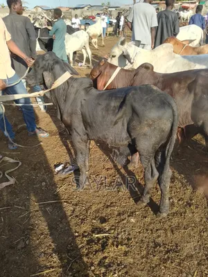 Healthy Cow's for Sale Tema