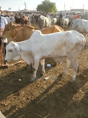 Healthy Cow's for Sale Tema