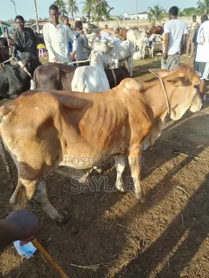 Healthy Cow's for Sale Tema