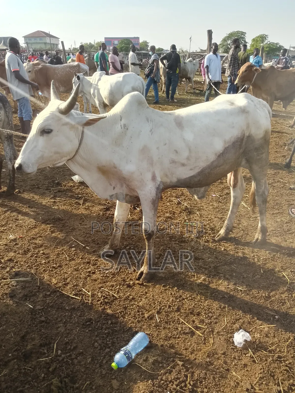 Healthy Cow's for Sale Tema
