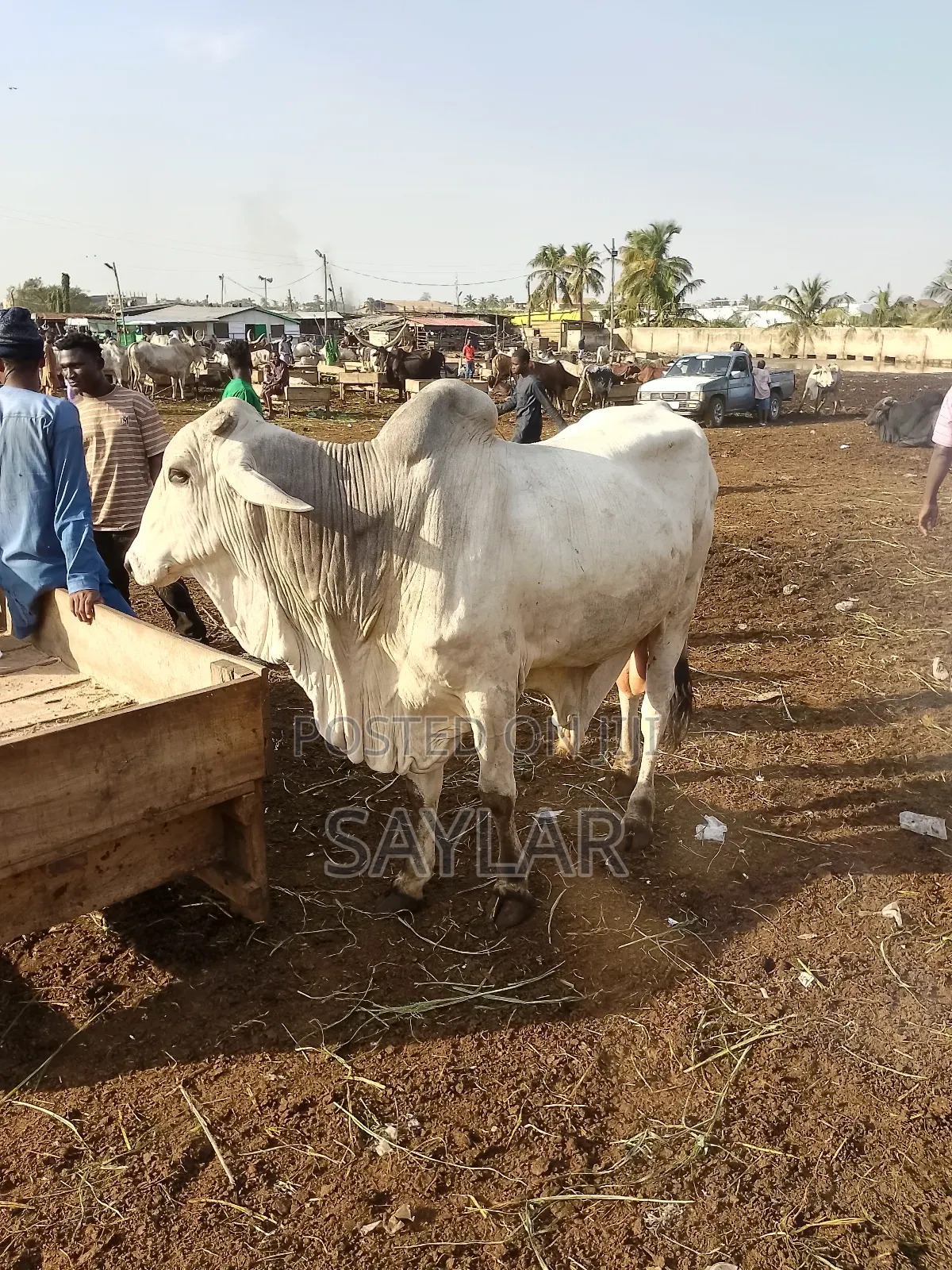 Healthy Cow's for Sale Tema