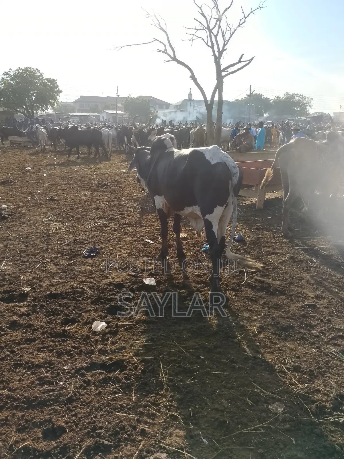 Healthy Cow's for Sale Tema
