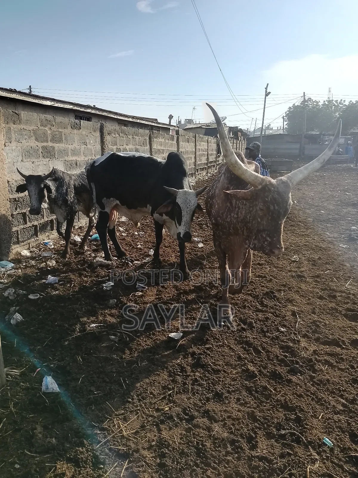 Healthy Cow's for Sale Tema