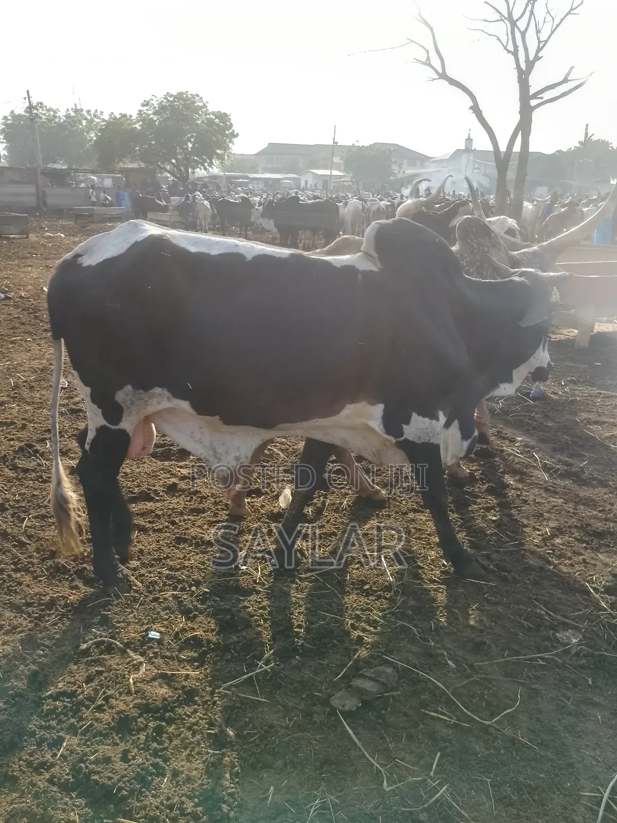 Healthy Cow's for Sale Tema