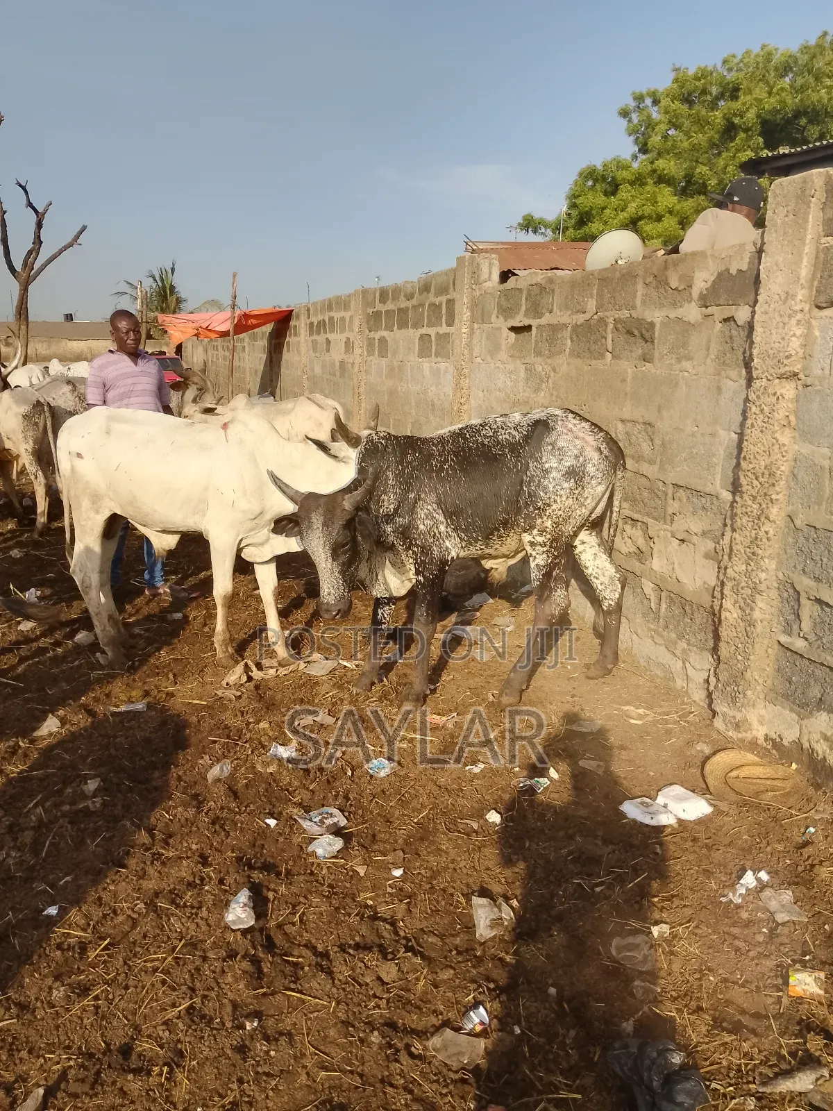 Healthy Cow's for Sale Tema