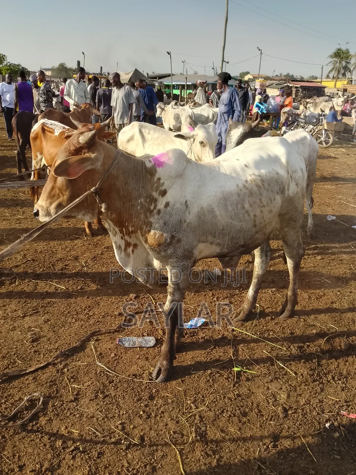 Healthy Cow's for Sale Tema