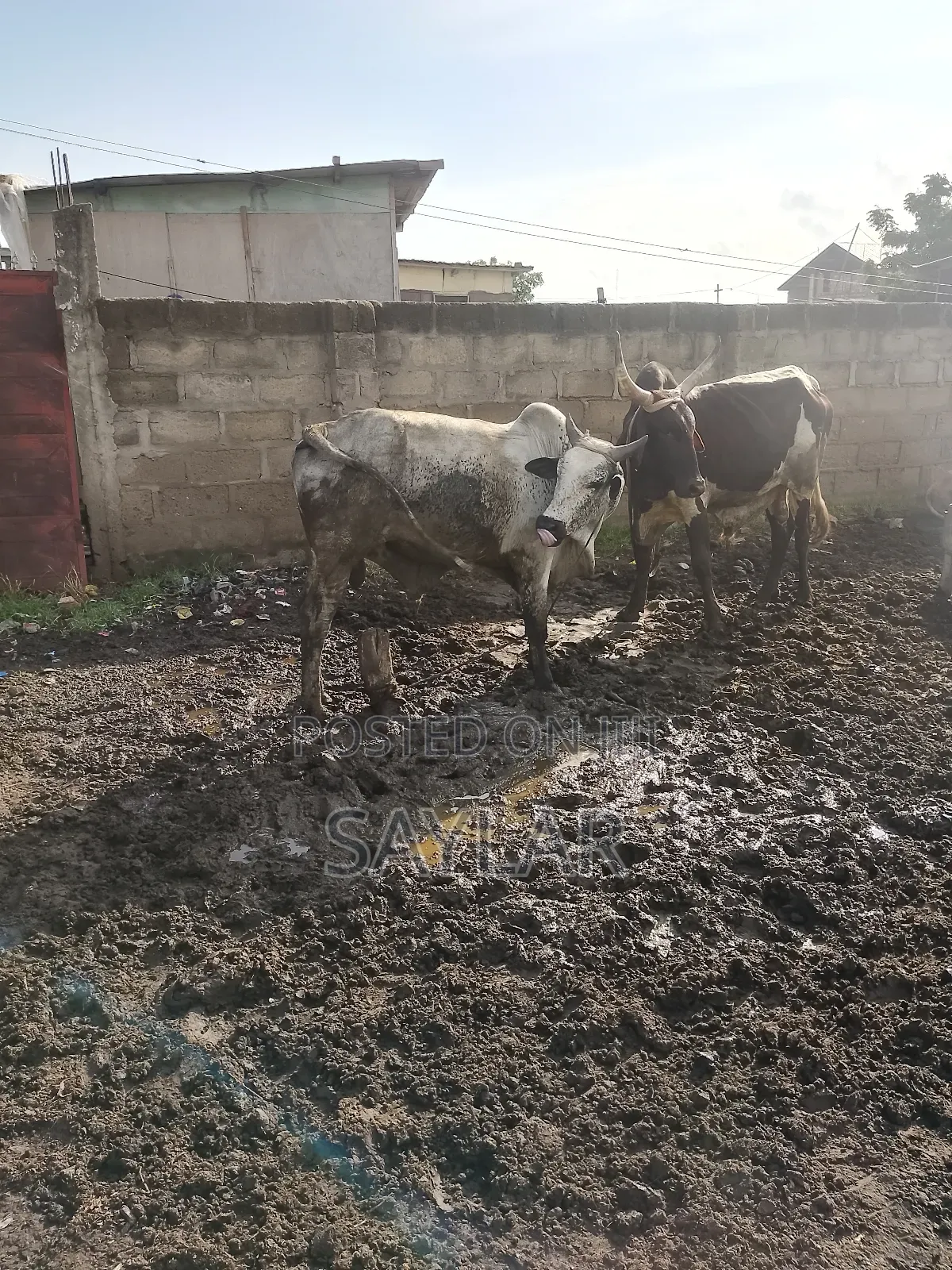 Healthy Cow's for Sale Tema