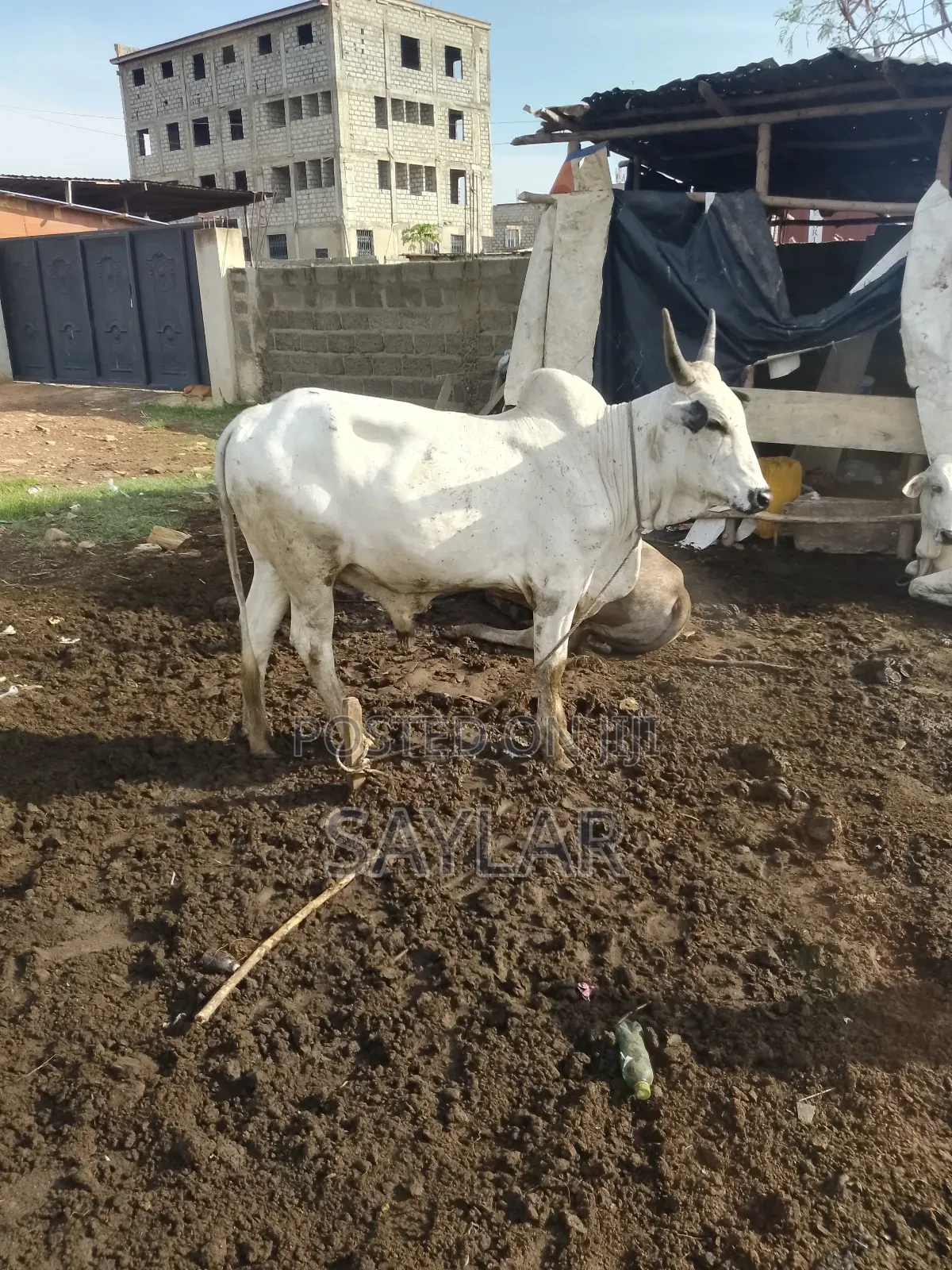 Healthy Cow's for Sale Tema