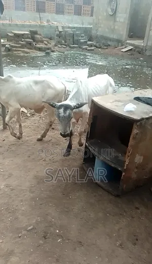 Healthy Cow's for Sale Tema