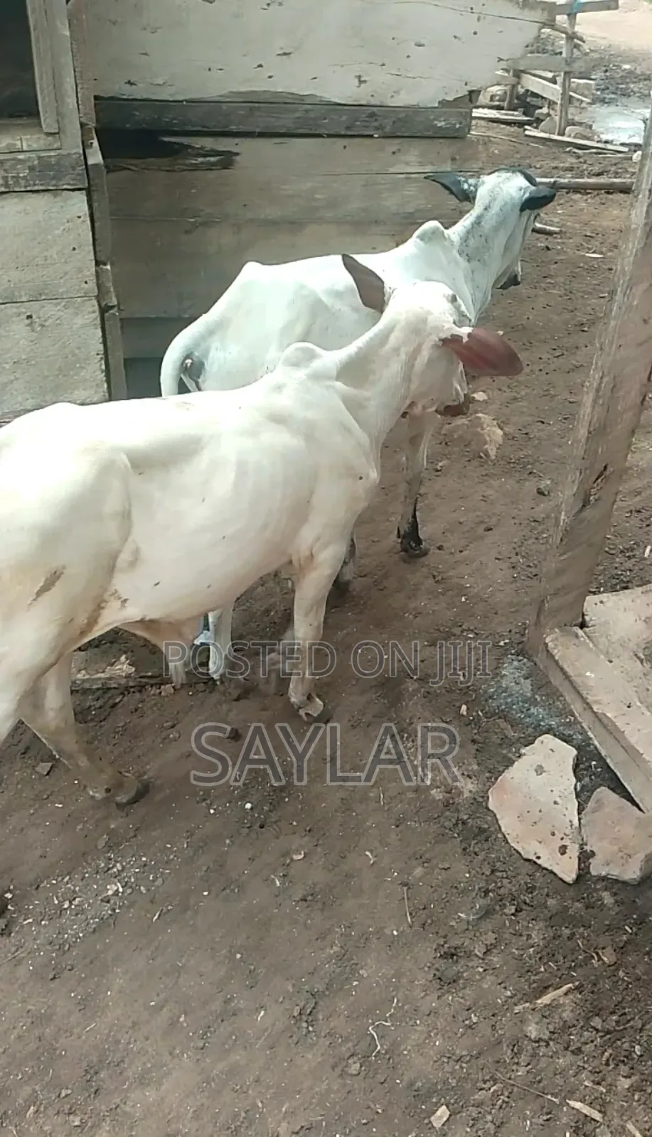 Healthy Cow's for Sale Tema