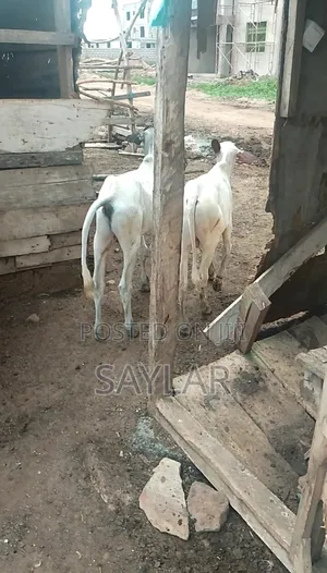 Healthy Cow's for Sale Tema