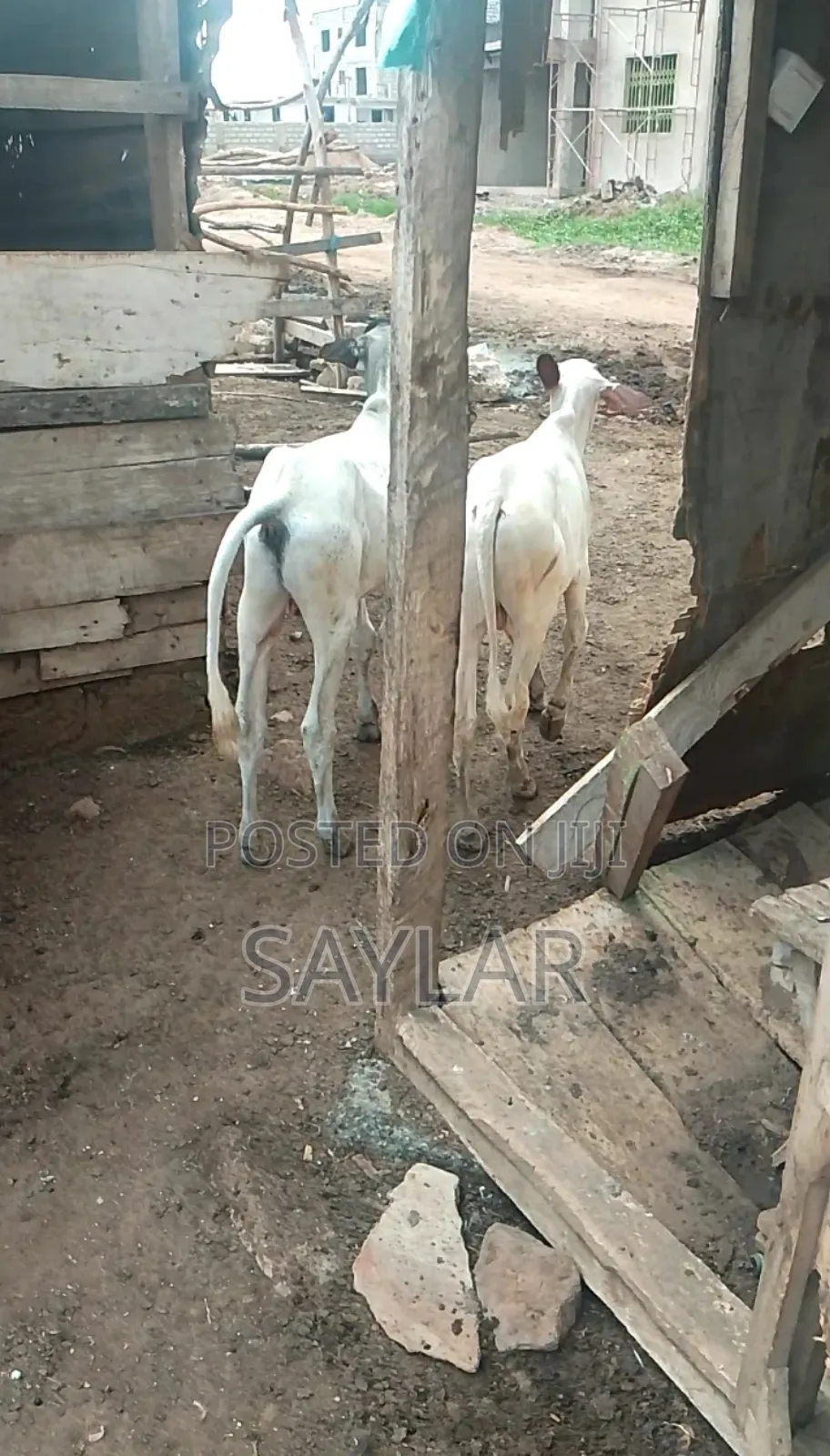 Healthy Cow's for Sale Tema