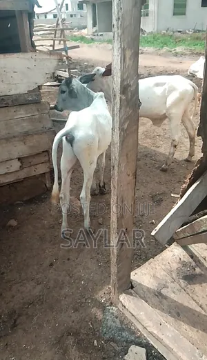 Healthy Cow's for Sale Tema