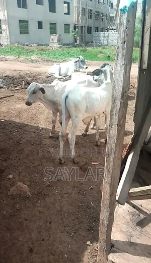 Healthy Cow's for Sale Tema