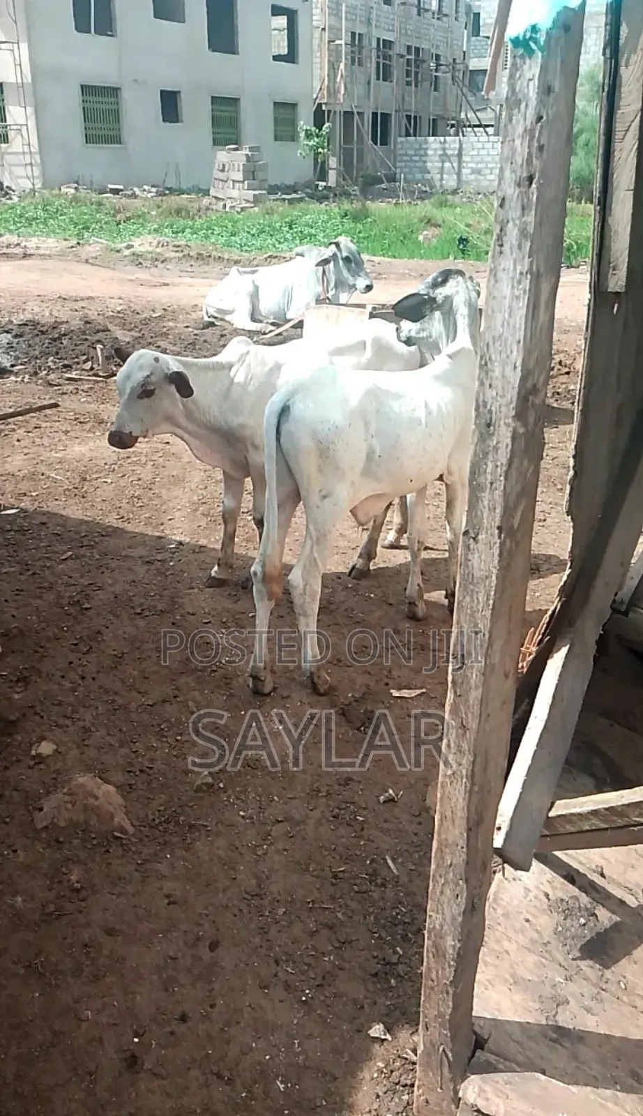 Healthy Cow's for Sale Tema
