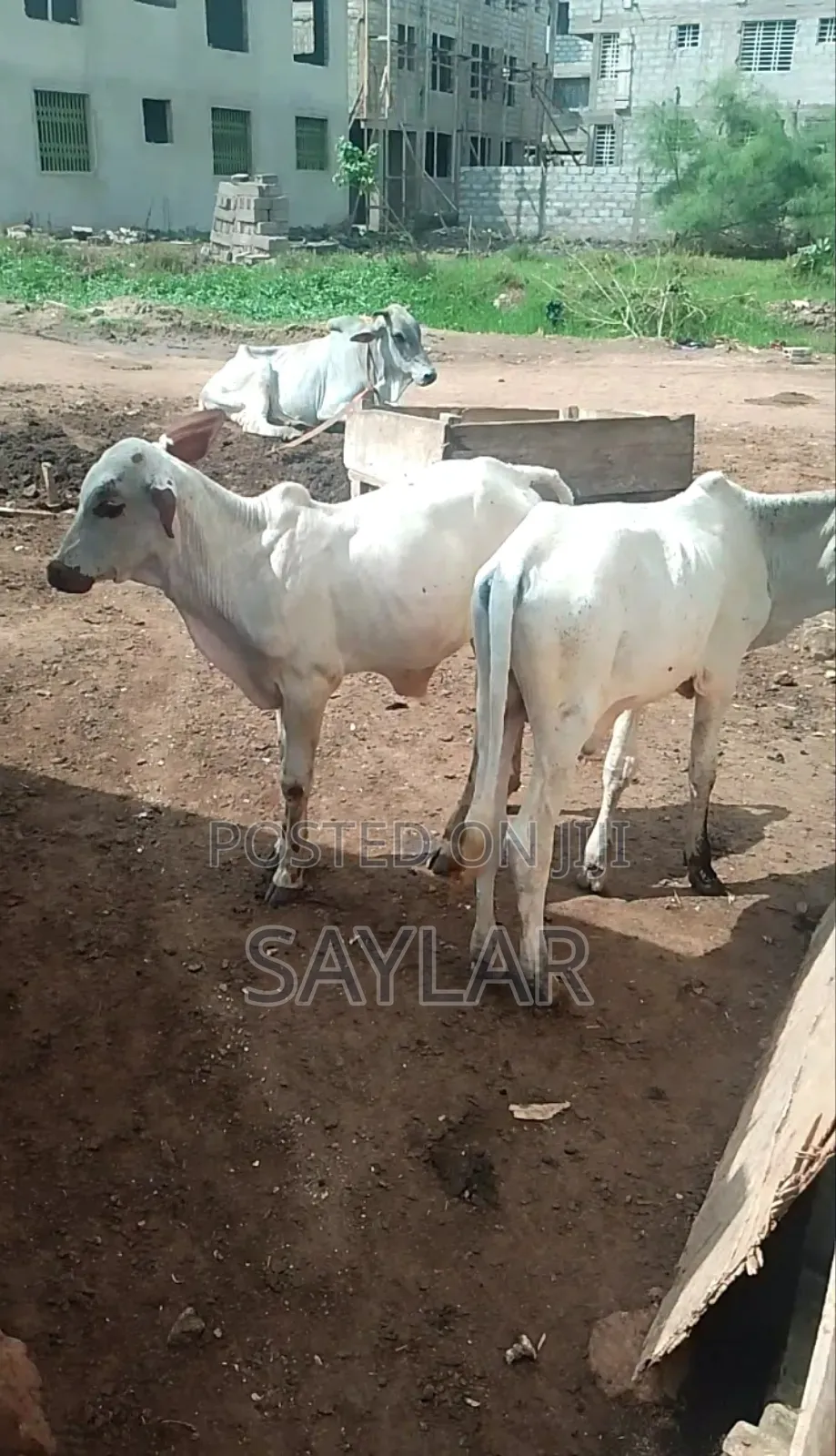 Healthy Cow's for Sale Tema