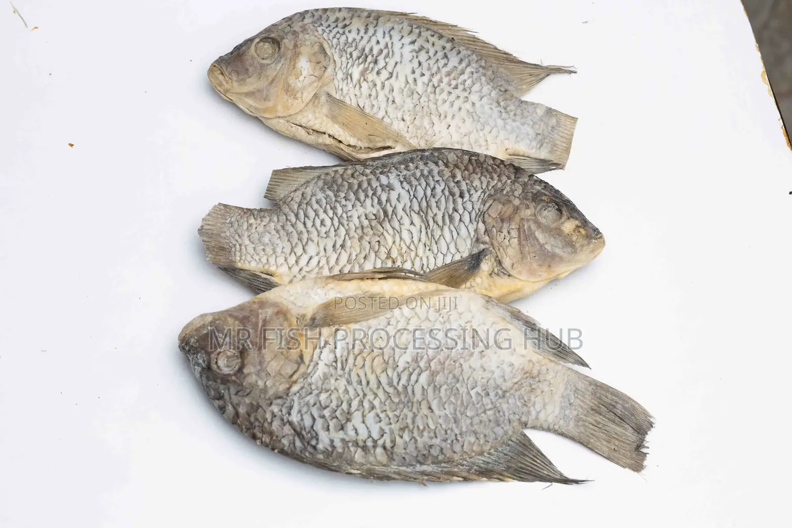 Tilapia-Koobi
