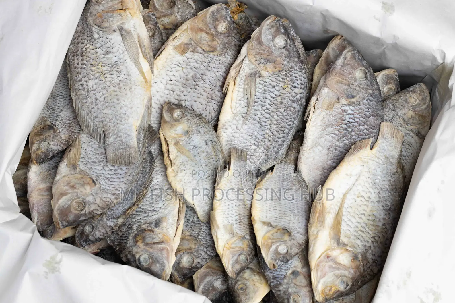Tilapia-Koobi