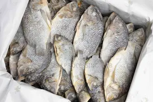 Tilapia-Koobi