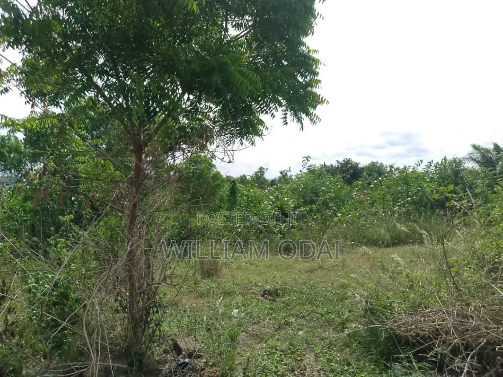 Acres Farm Lands for Sale Krabo Coaltar