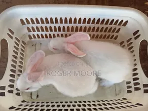 Pet Rabbits