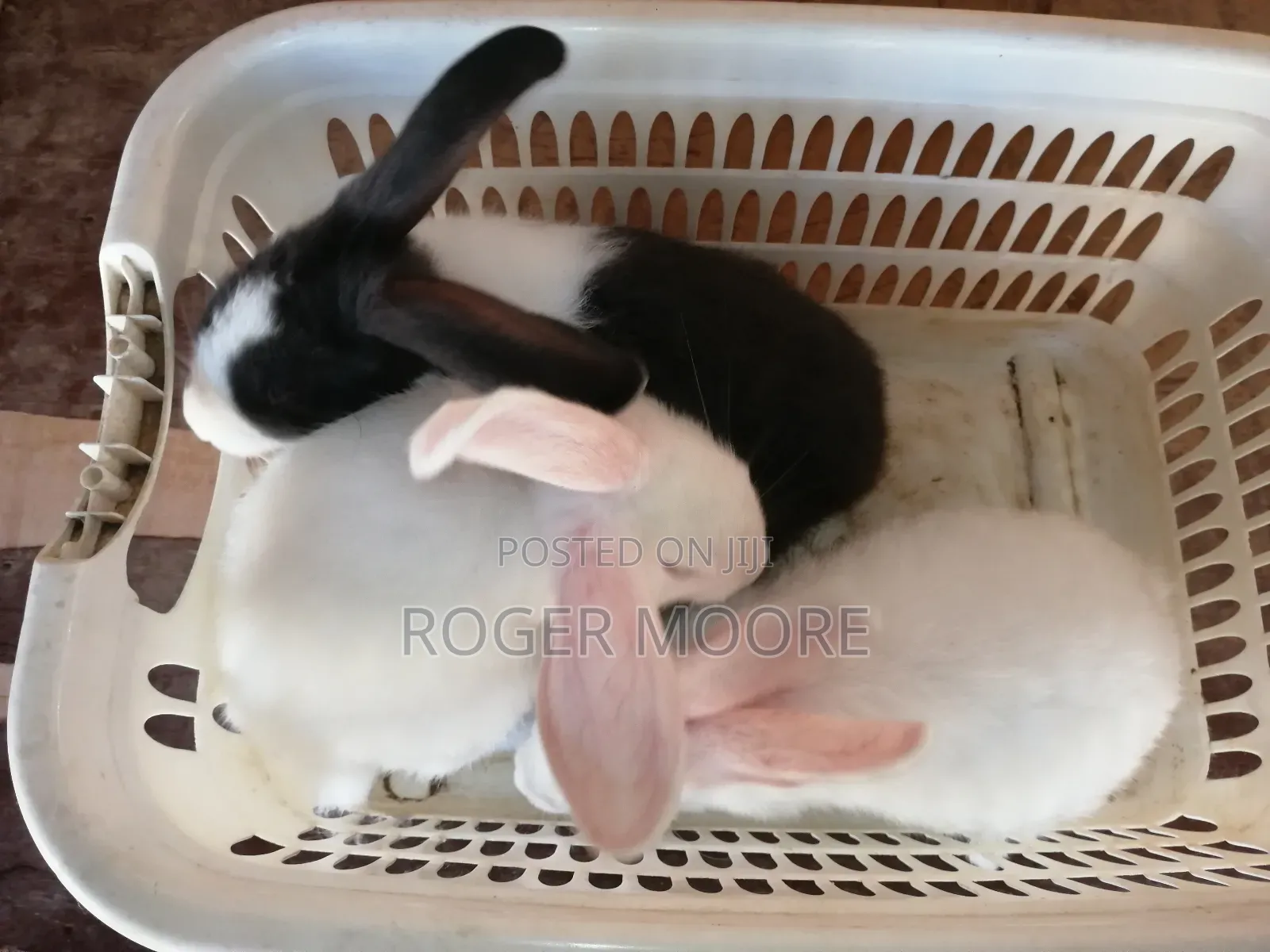 Pet Rabbits