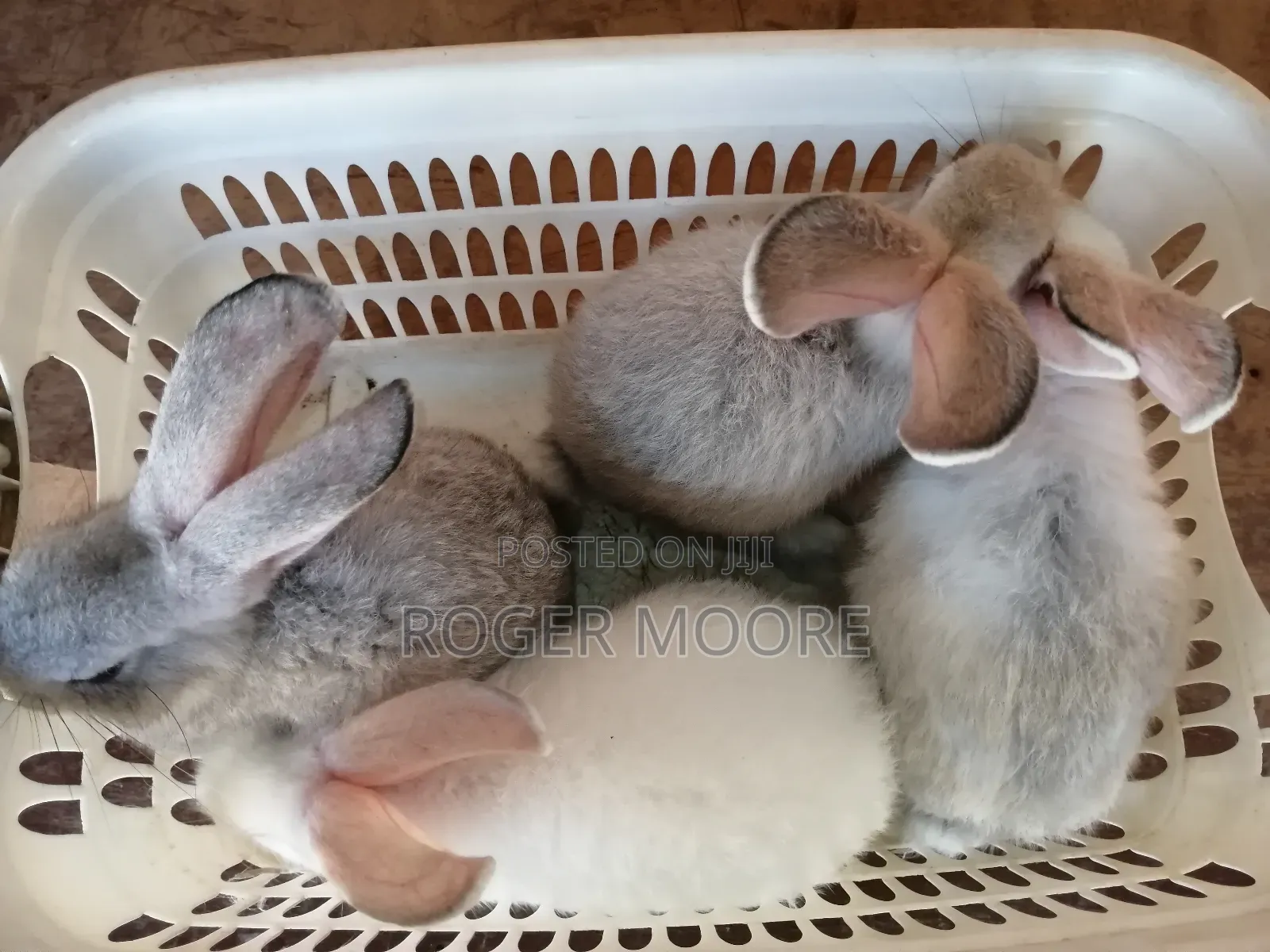 Pet Rabbits