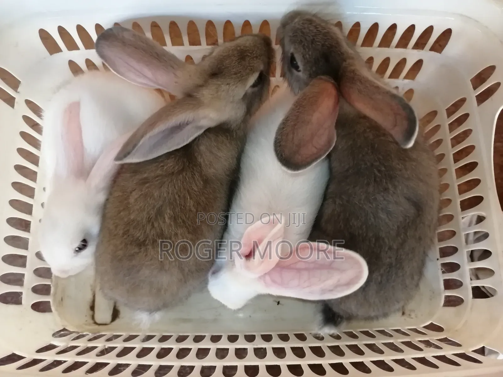 Pet Rabbits