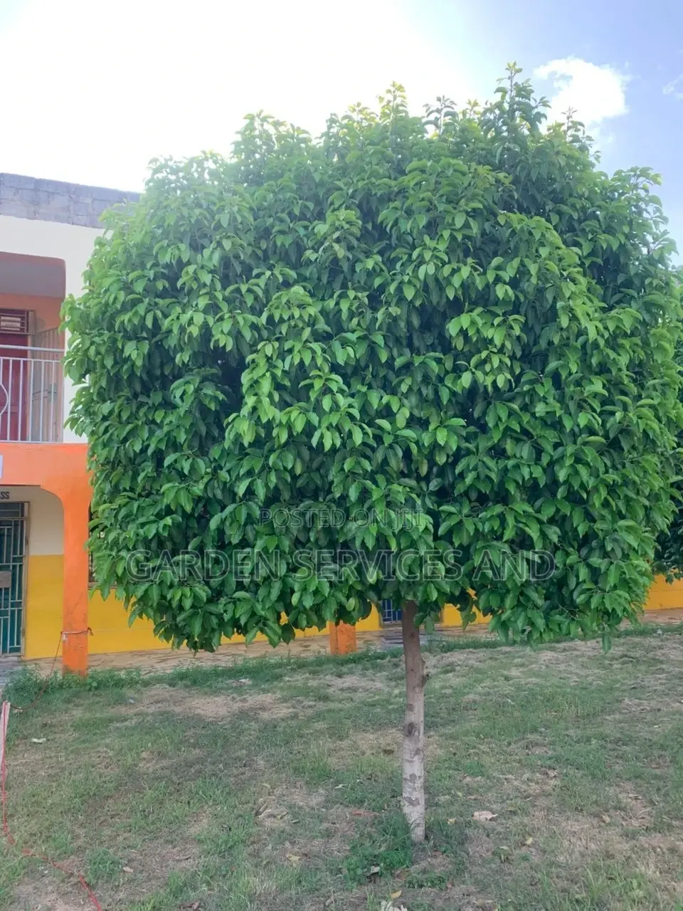 Mimusop Elengi (Shade Tree)