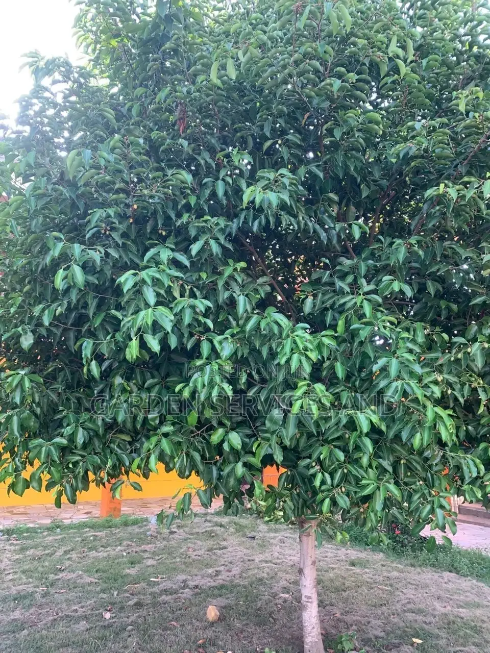 Mimusop Elengi (Shade Tree)