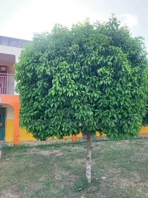 Mimusop Elengi (Shade Tree)