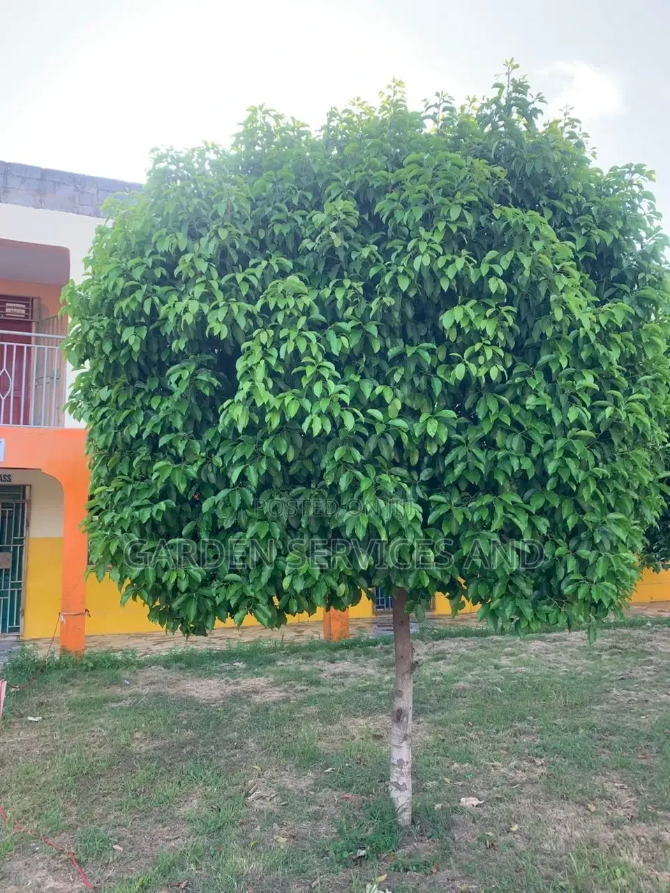 Mimusop Elengi (Shade Tree)