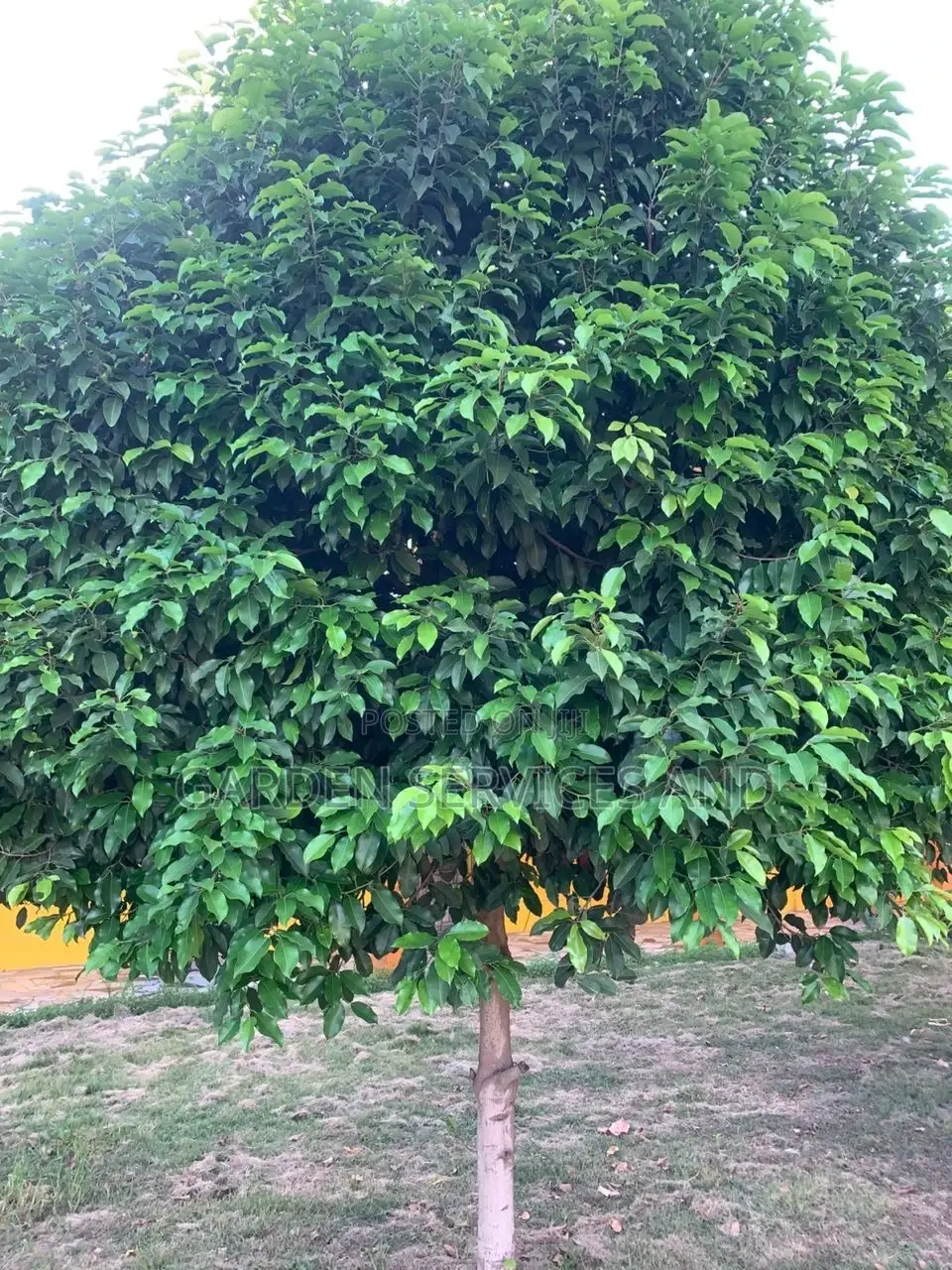 Mimusop Elengi (Shade Tree)