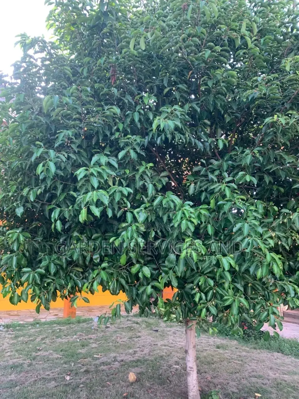 Mimusop Elengi (Shade Tree)