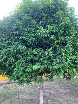 Mimusop Elengi (Shade Tree)