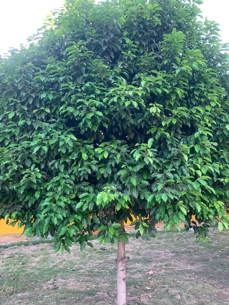 Mimusop Elengi (Shade Tree)