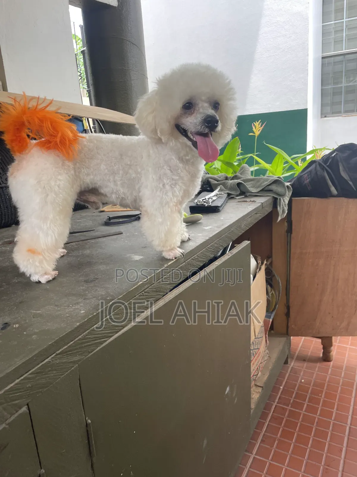 Mobile Dog/Pet Grooming (Care)