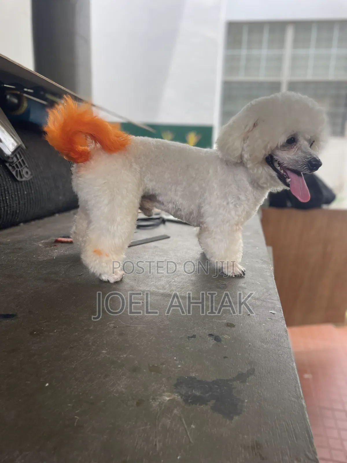Mobile Dog/Pet Grooming (Care)