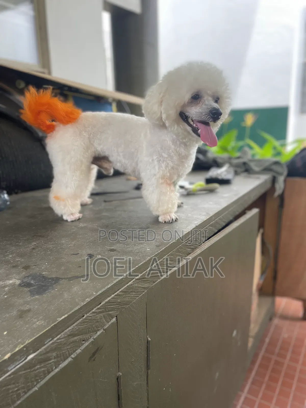 Mobile Dog/Pet Grooming (Care)