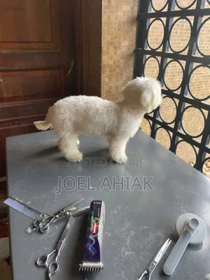 Mobile Dog/Pet Grooming (Care)