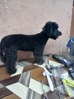 Mobile Dog/Pet Grooming (Care)