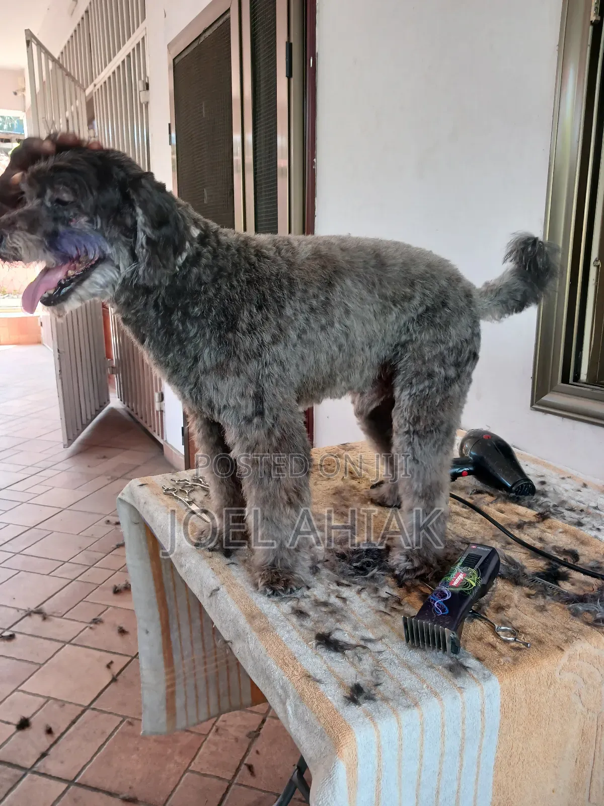Mobile Dog/Pet Grooming (Care)