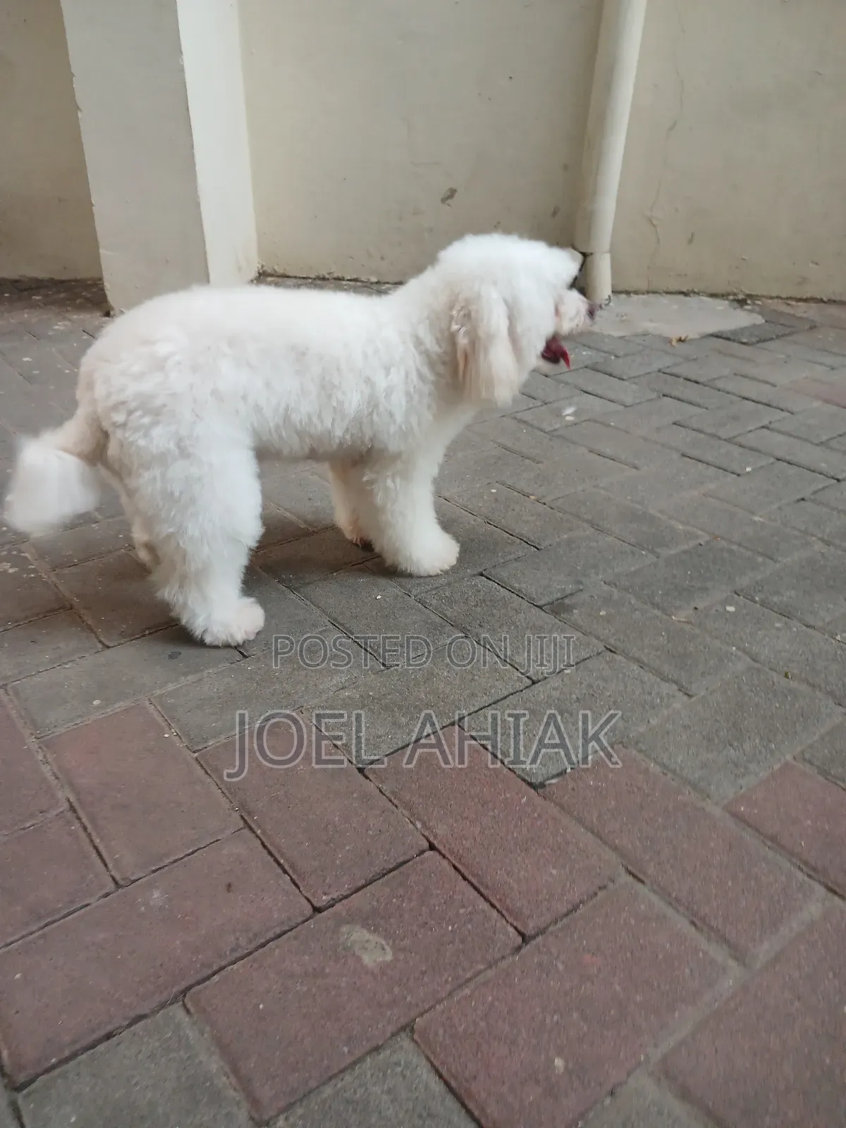 Mobile Dog/Pet Grooming (Care)