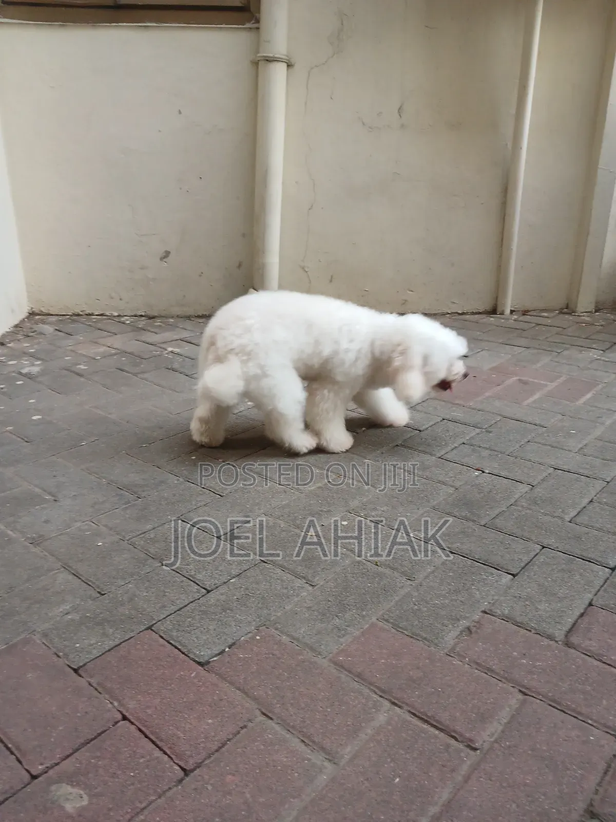 Mobile Dog/Pet Grooming (Care)