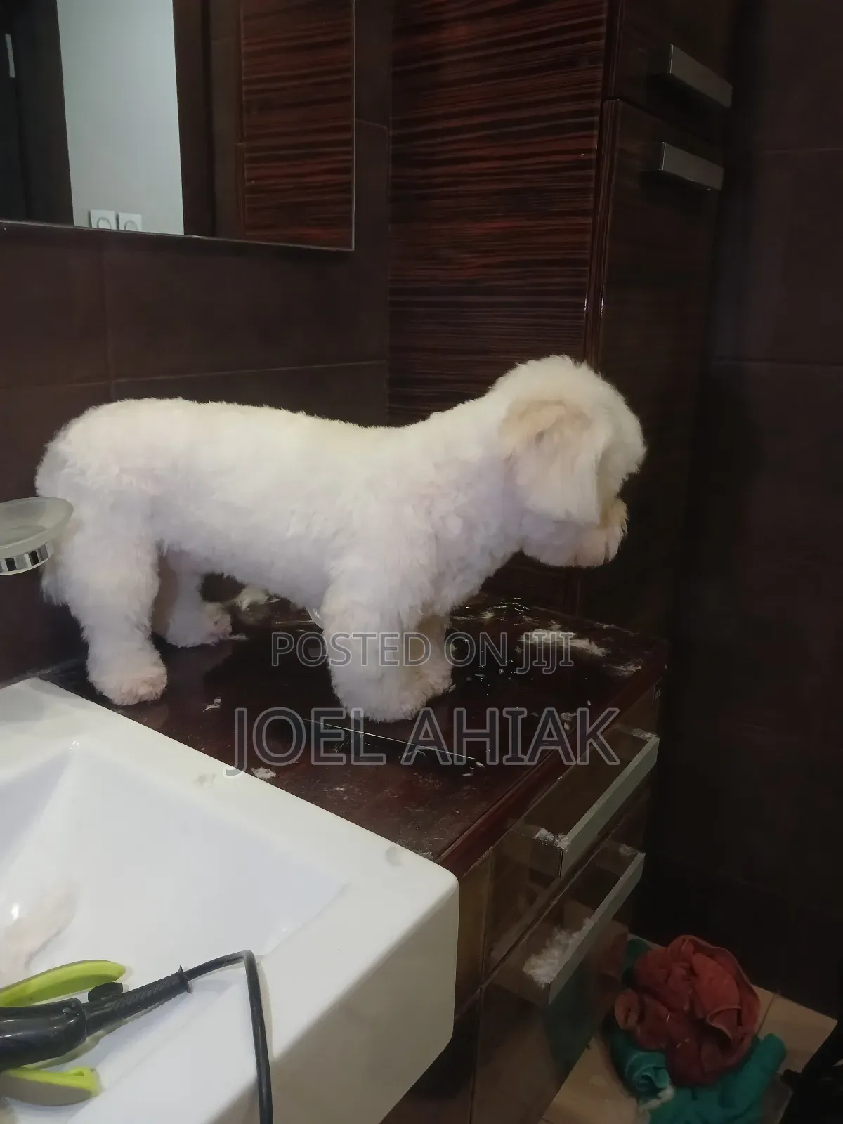 Mobile Dog/Pet Grooming (Care)