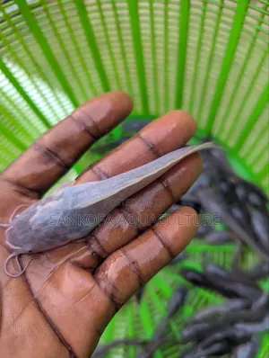 Catfish Jombo,Juveniles and Fingerlings