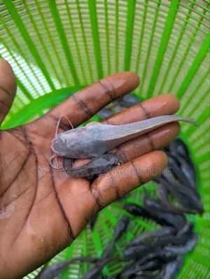 Catfish Jombo,Juveniles and Fingerlings