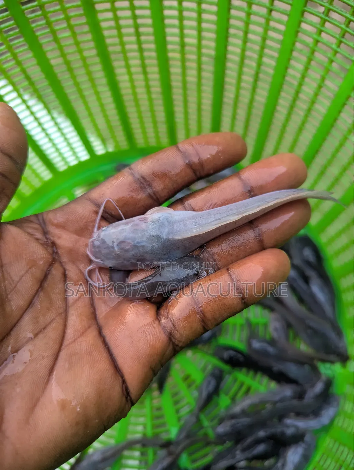 Catfish Jombo,Juveniles and Fingerlings