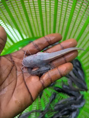 Catfish Jombo,Juveniles and Fingerlings